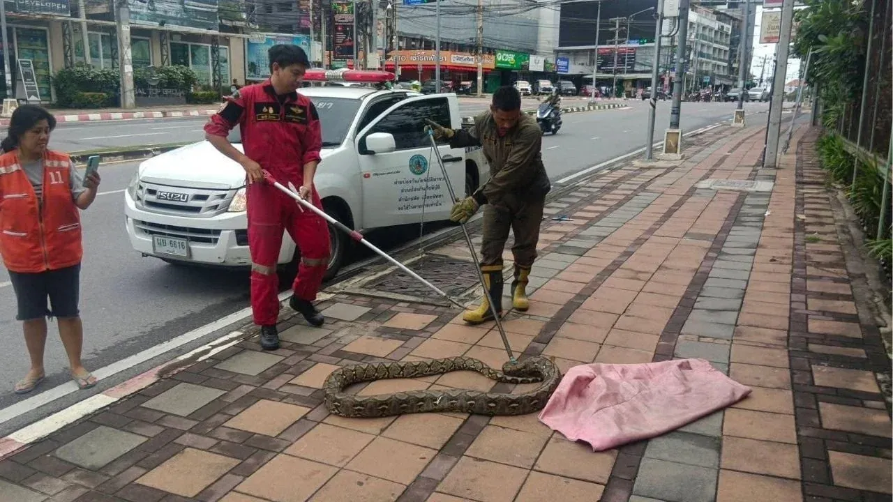 파타야 보도에서 포획된 거대한 비단뱀