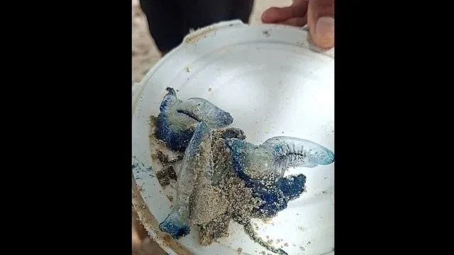 파통 해변에 나타난 포르투갈 군함 해파리