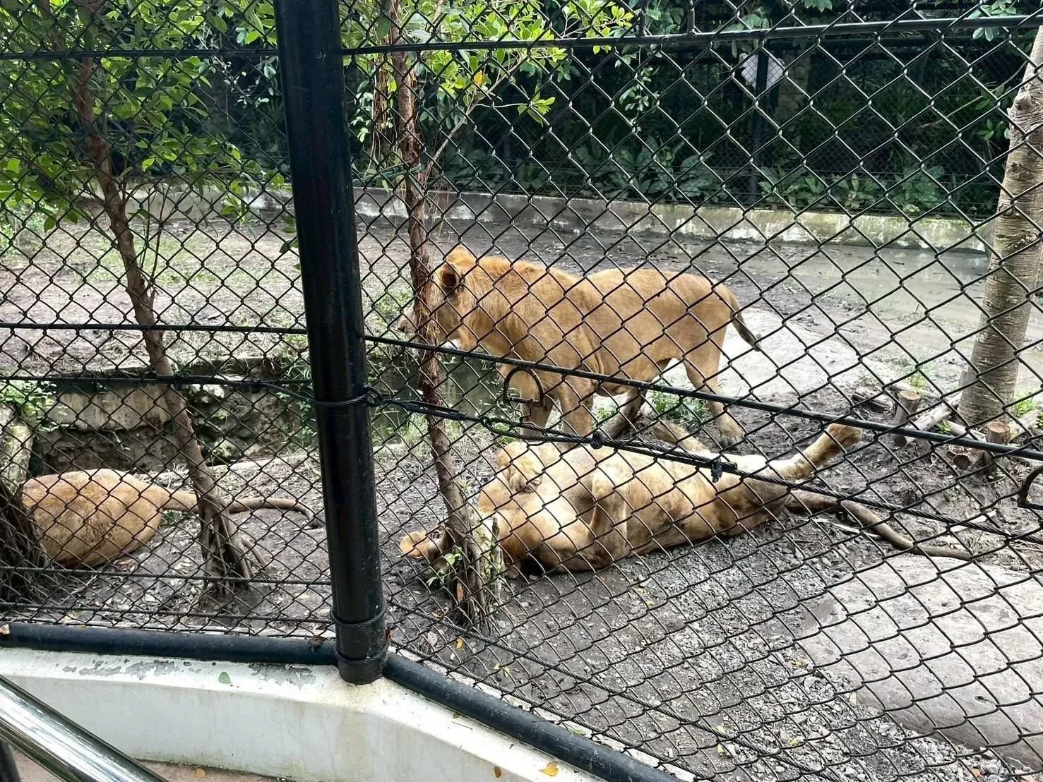 동물원 안전 시설