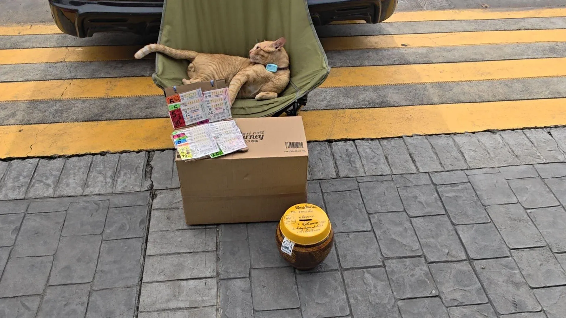 틱톡 스타가 된 솜 방짝
