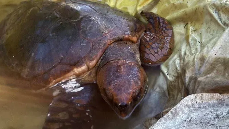 치료 중인 거북