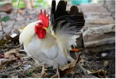 동물 학대 관련 이미지