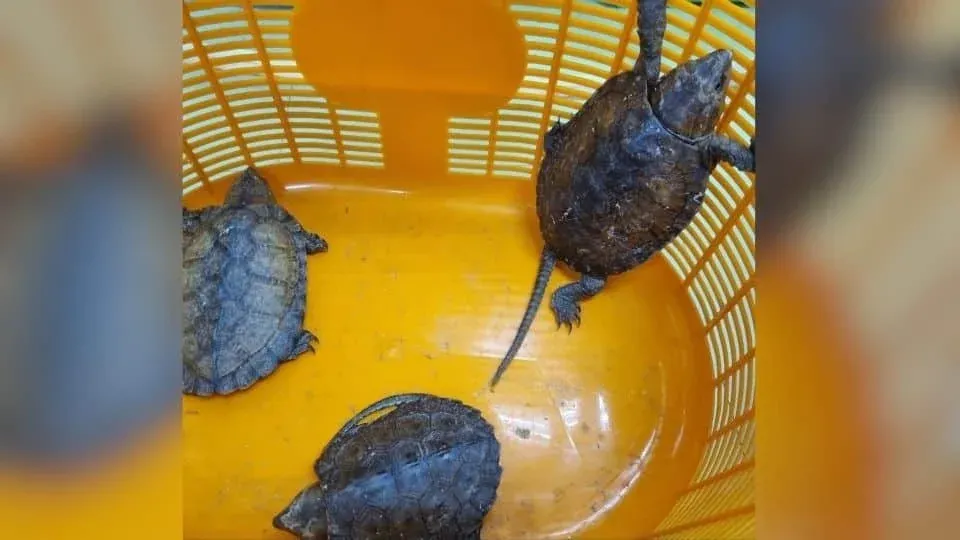 밀수에 사용된 은닉 방법