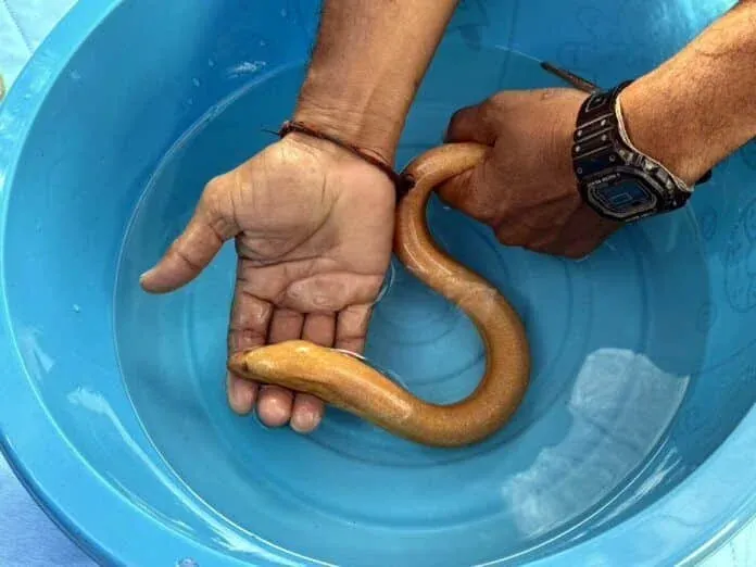 황금 장어와 발견자