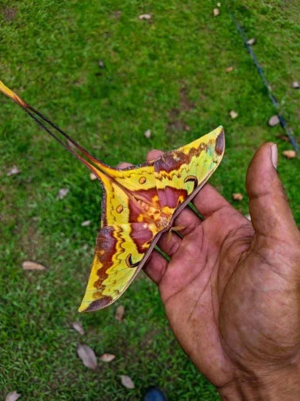 달나방 근접 촬영