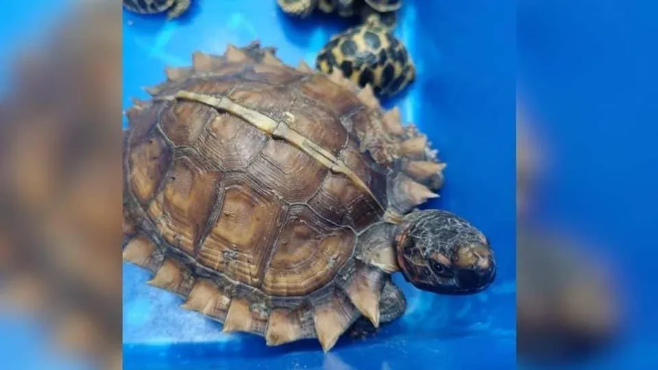 체포된 용의자들