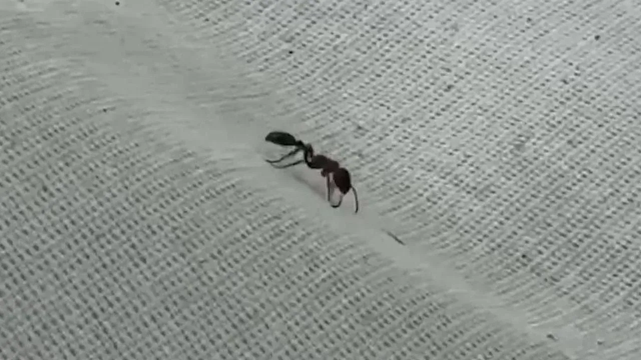 개미에 물린 후 사망한 태국 남성