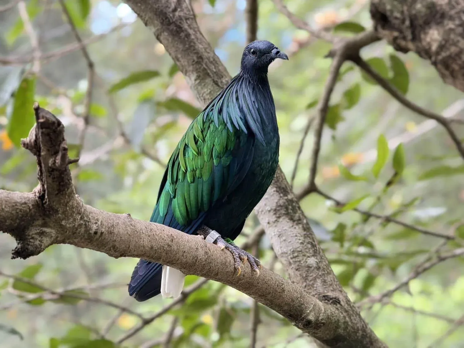 건축 과정 중 카오키우 동물원