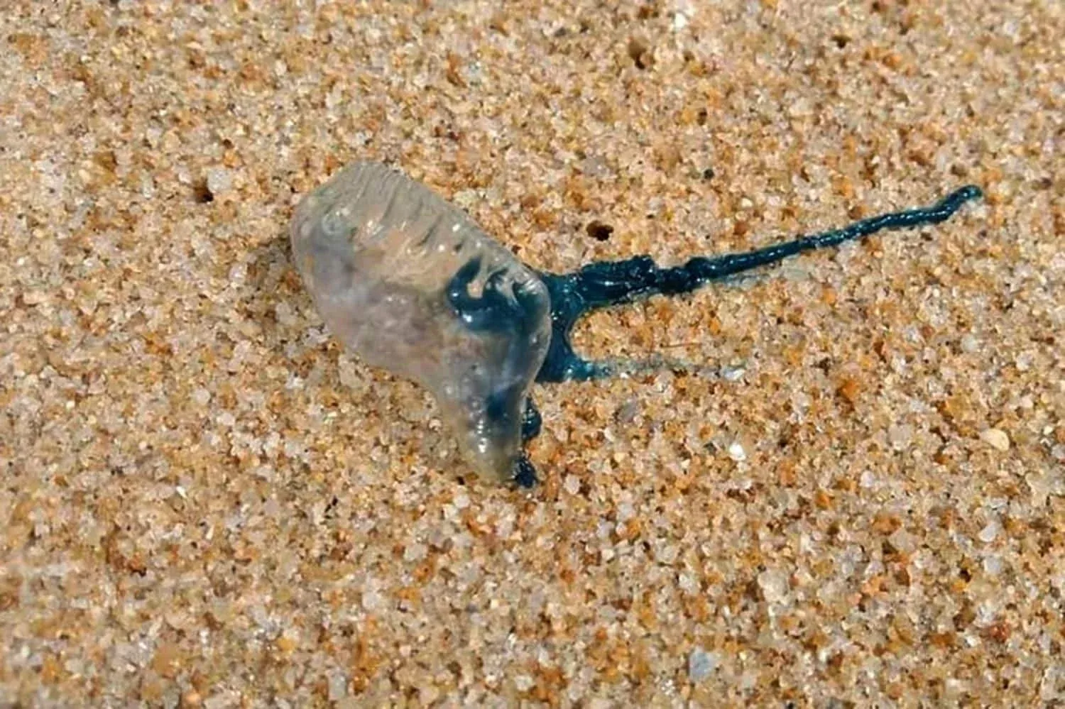 작은부레관해파리