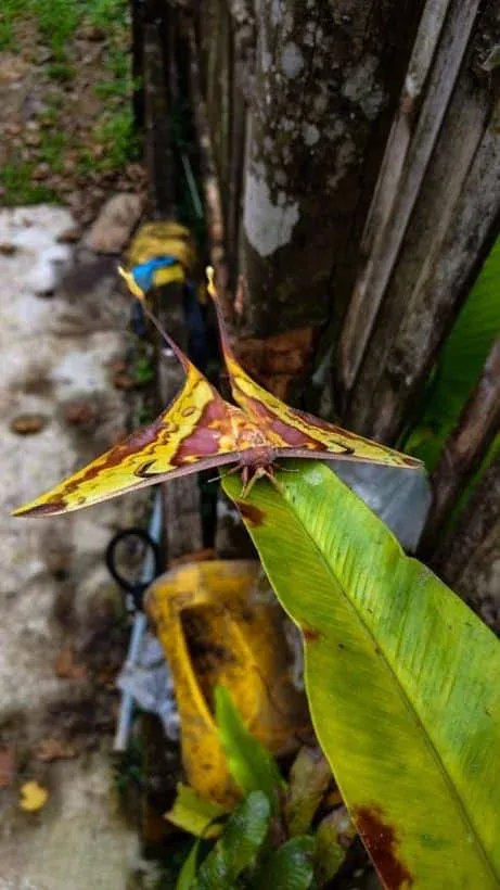 희귀 달나방의 모습