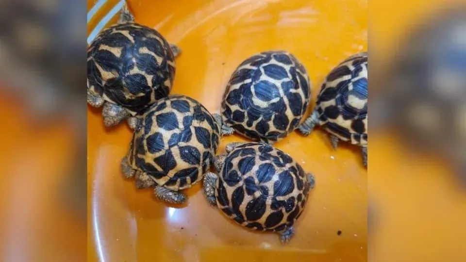 압수된 희귀 야생동물들