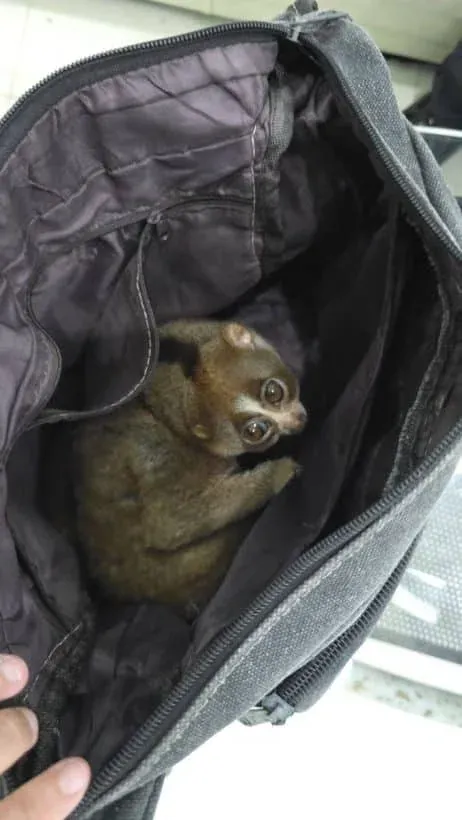 구조된 슬로우로리스