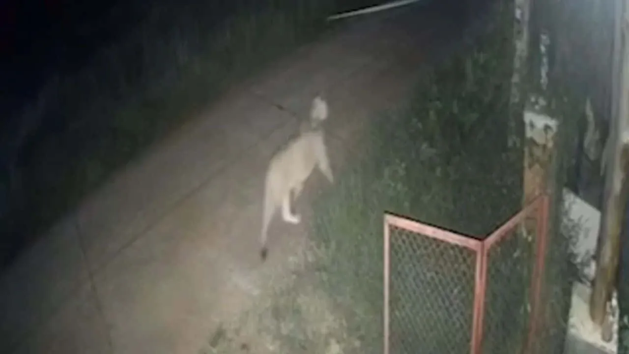 사자 공격 현장