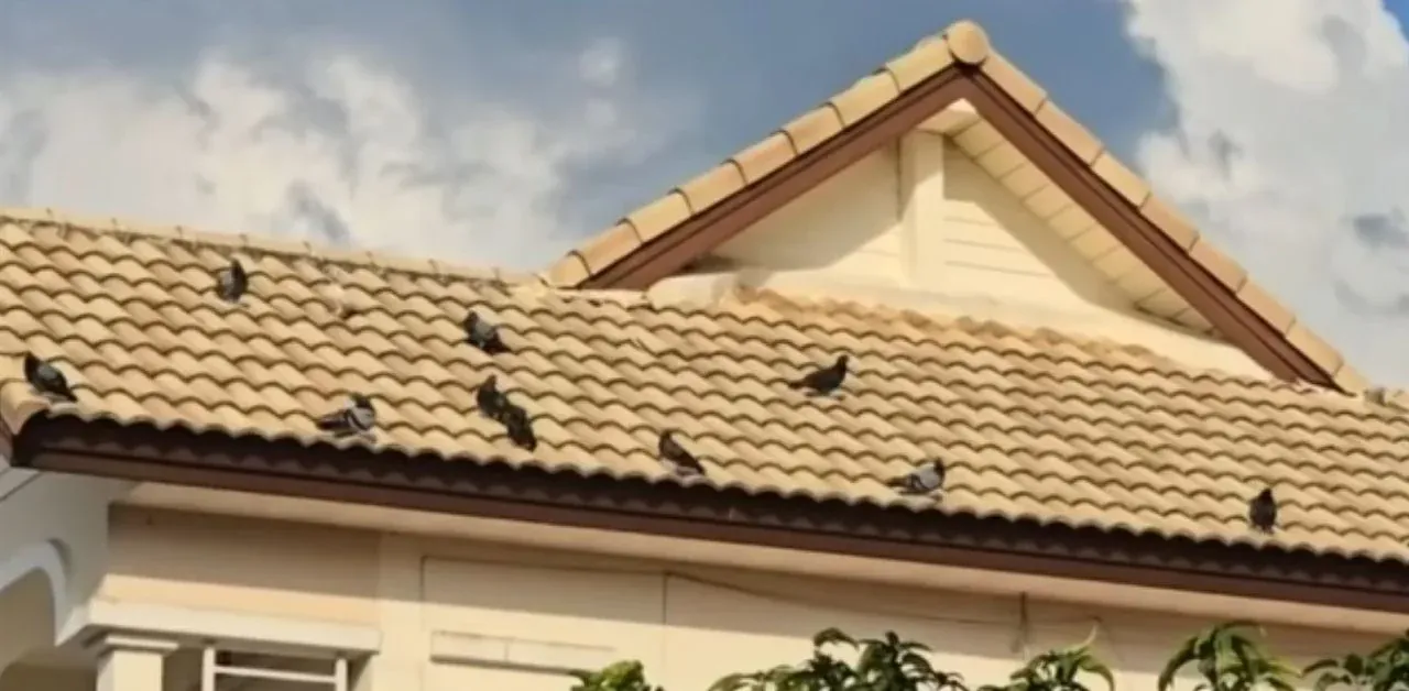 비둘기에게 먹이를 주는 퇴직 경찰관