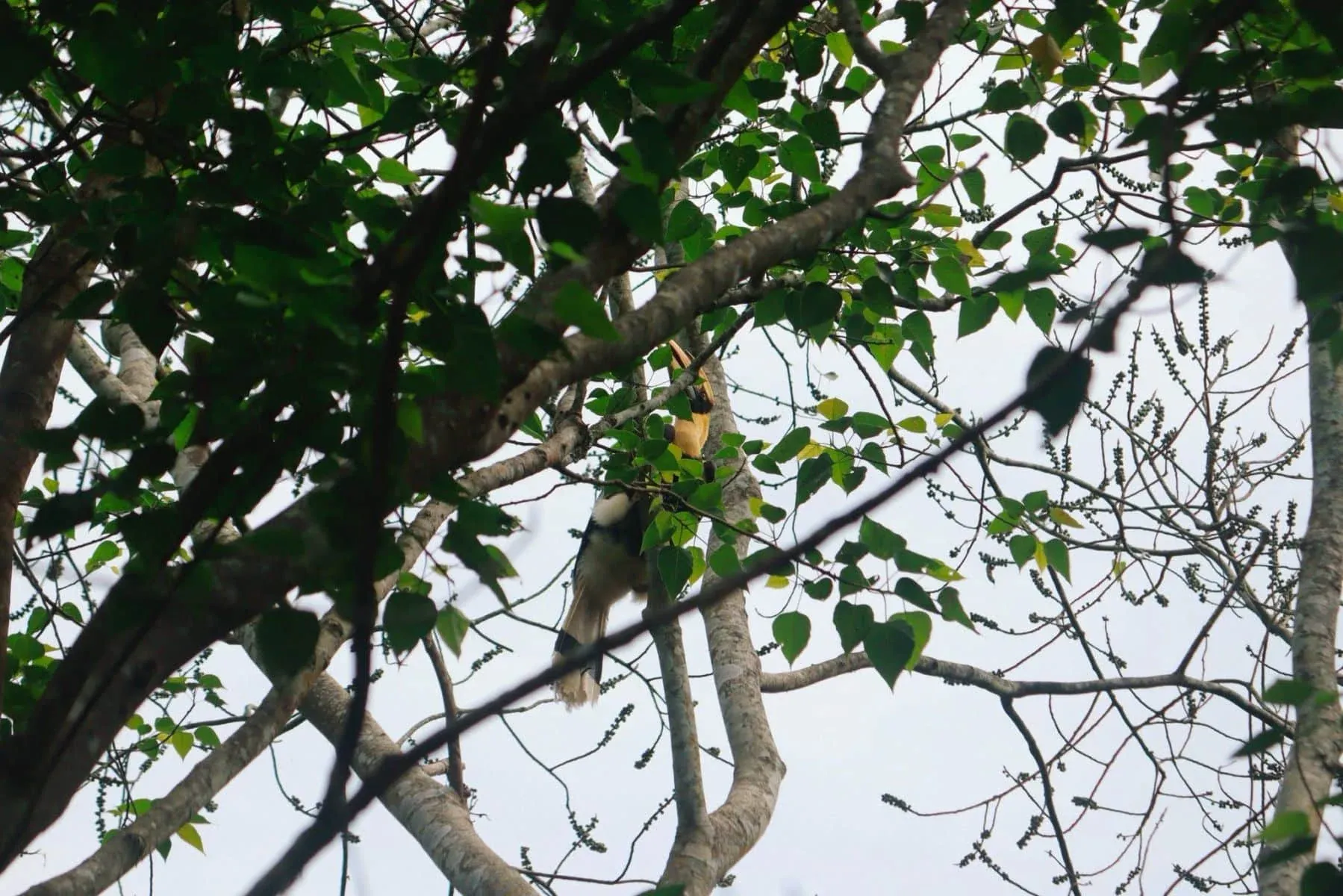 왕사이초의 특징적인 부리와 깃털