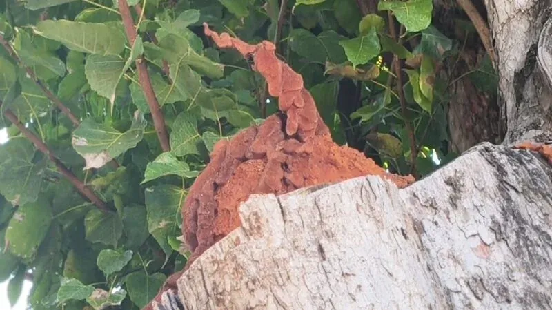 나가 형상이 나타난 보리수 나무 절단면