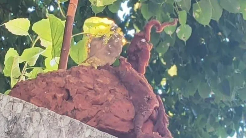 나가를 닮은 신비로운 형상