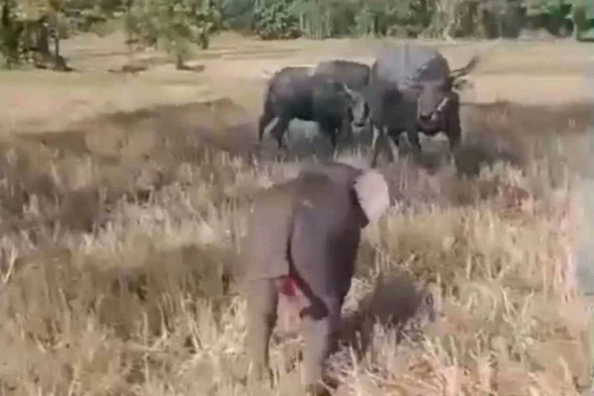 물소 우리 안의 아기코끼리