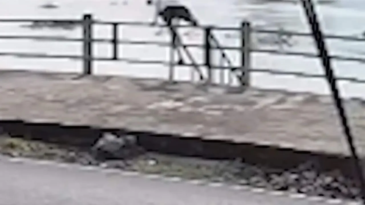 차오프라야강에서 구조된 여성