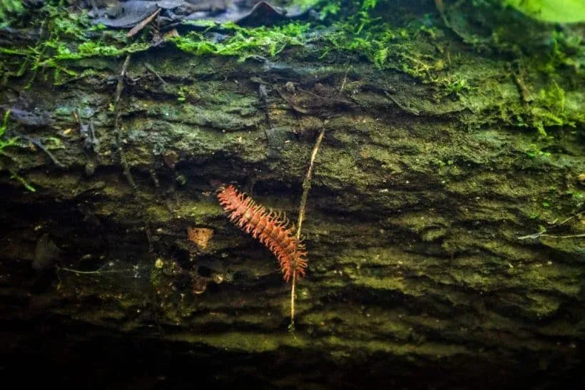 핑크 드래곤 노래기