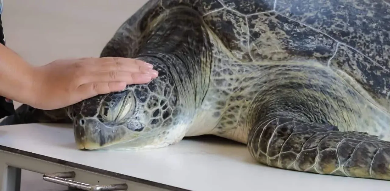 바다거북 엑스레이