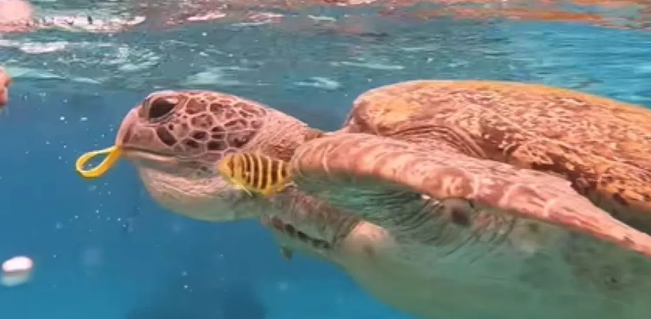 바다거북 팔찌 사건