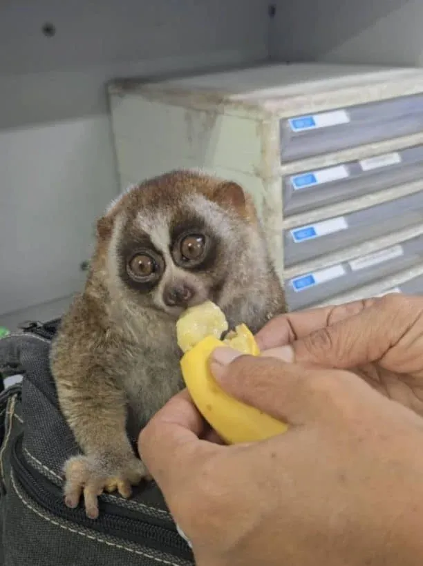 Wildlife protection image 4