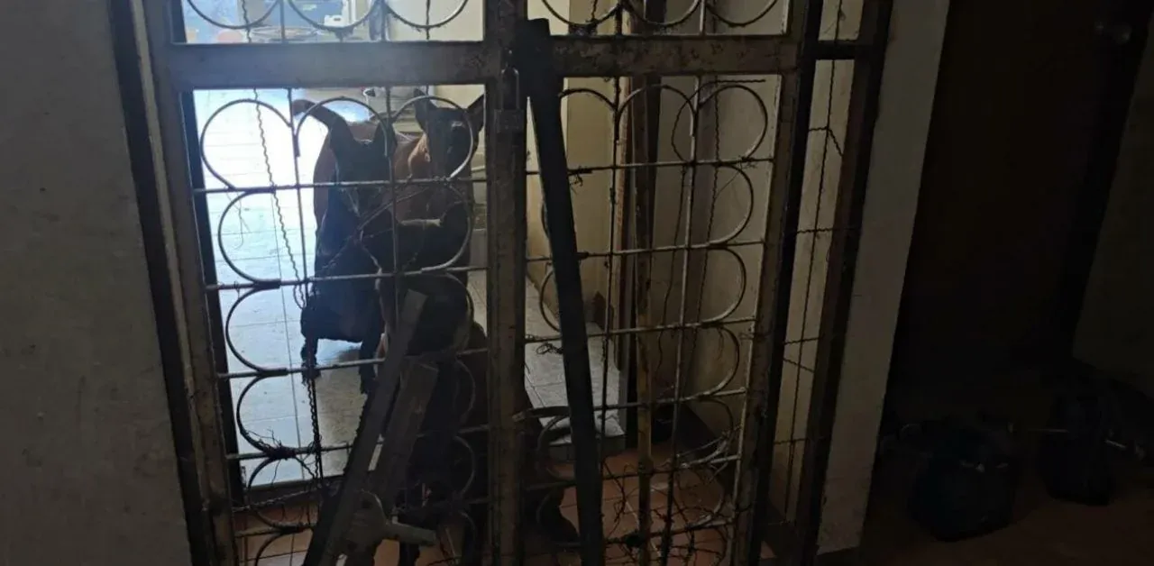 콘도 공용 공간을 개 농장으로 만든 여성