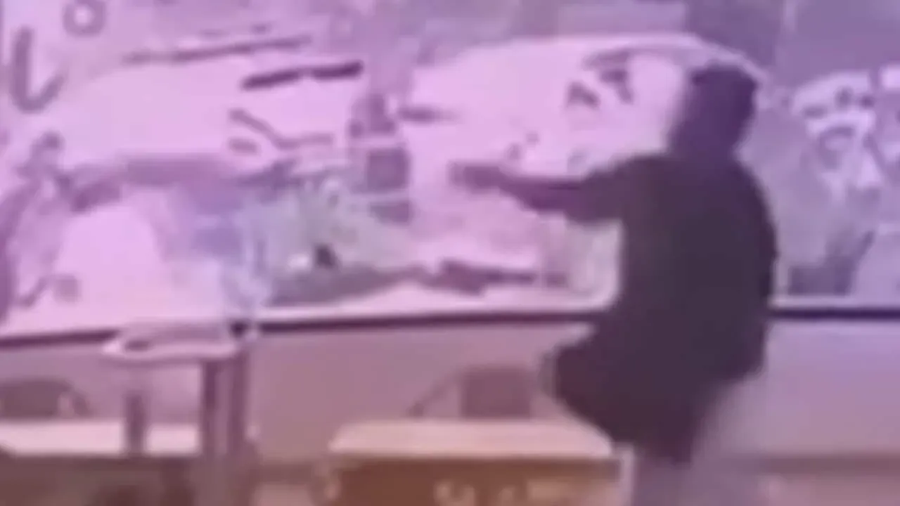 카페에서 학대받은 고양이