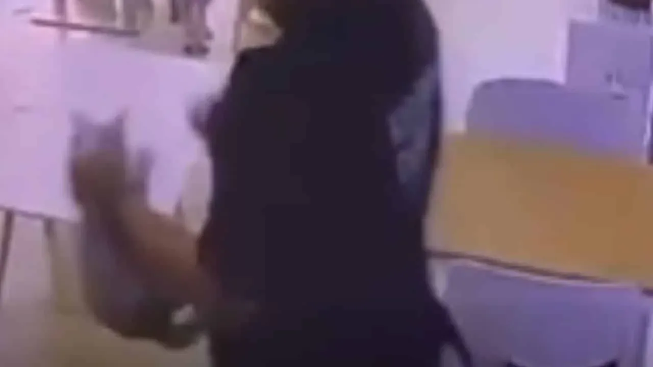 구조된 고양이들