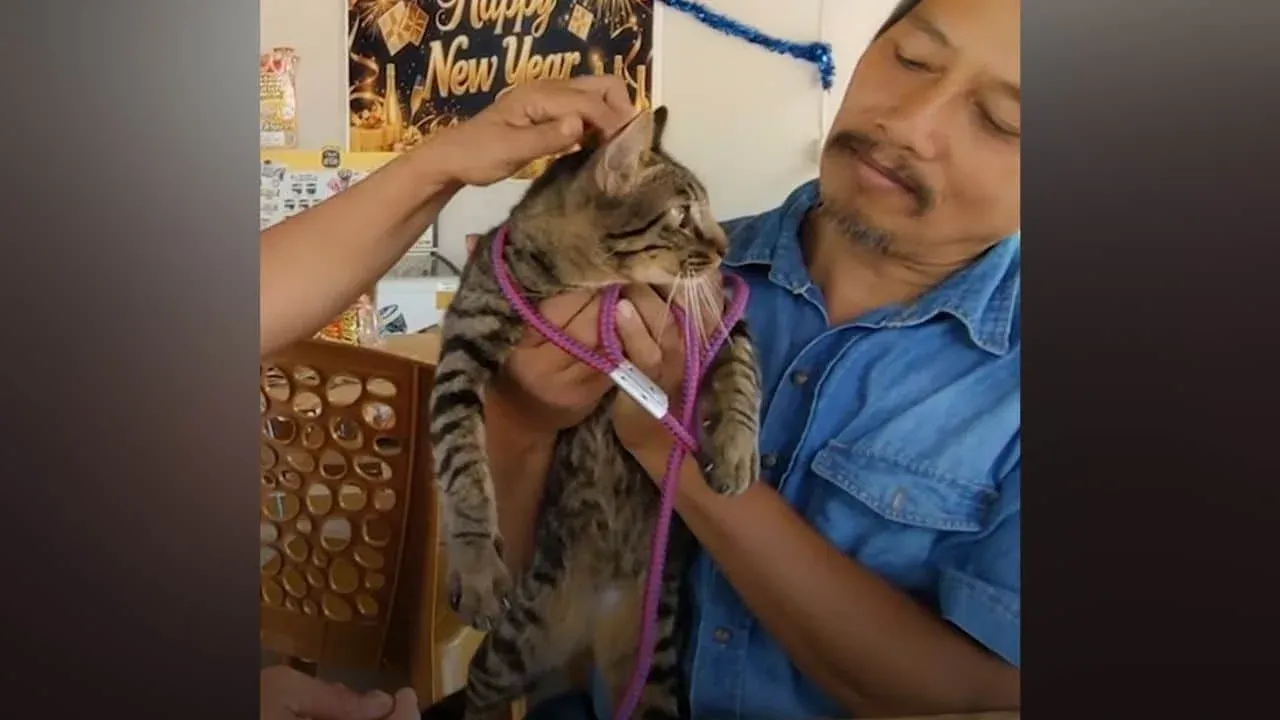 비단뱀에게 공격당한 고양이를 구출하는 장면