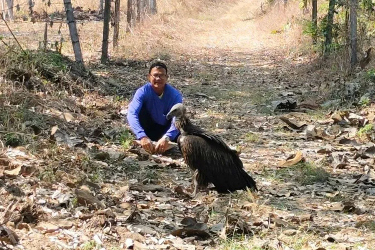 탁 지역에서 구조된 히말라야 그리폰 독수리