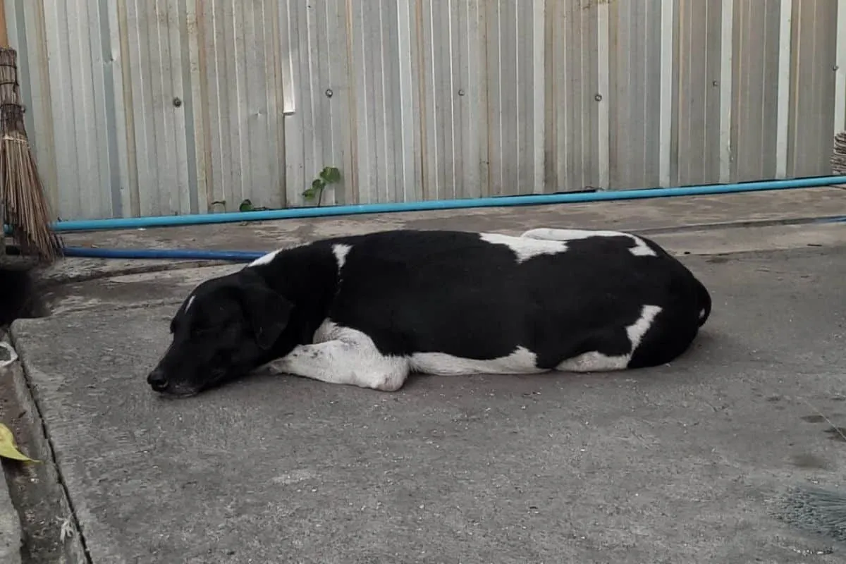 사무트프라칸 기숙사 앞에서 주인을 지키는 충견