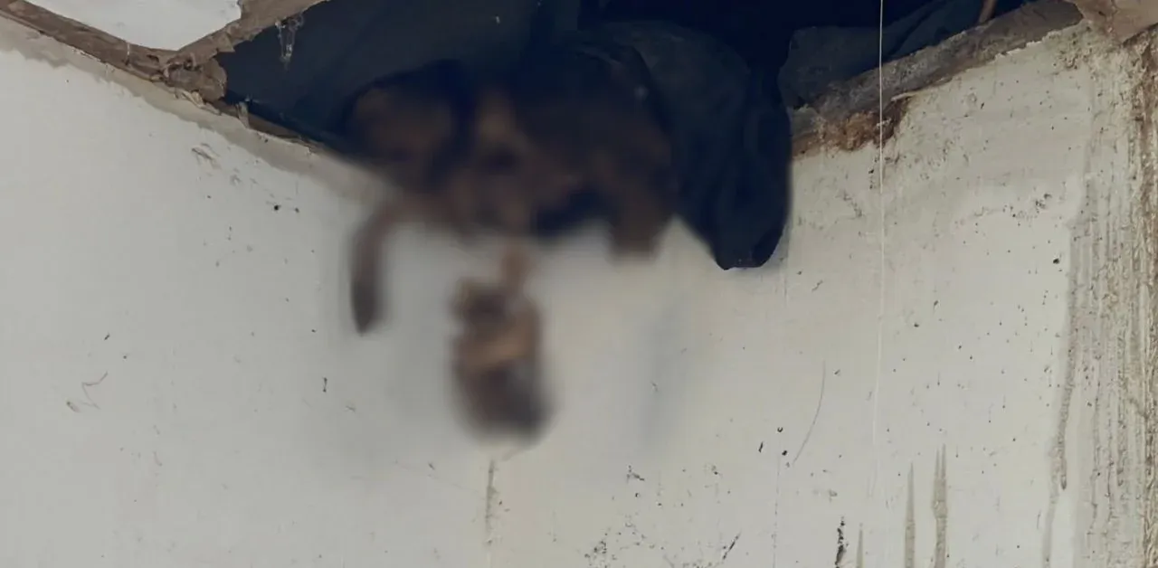 태국 주택 천장에서 발견된 유해