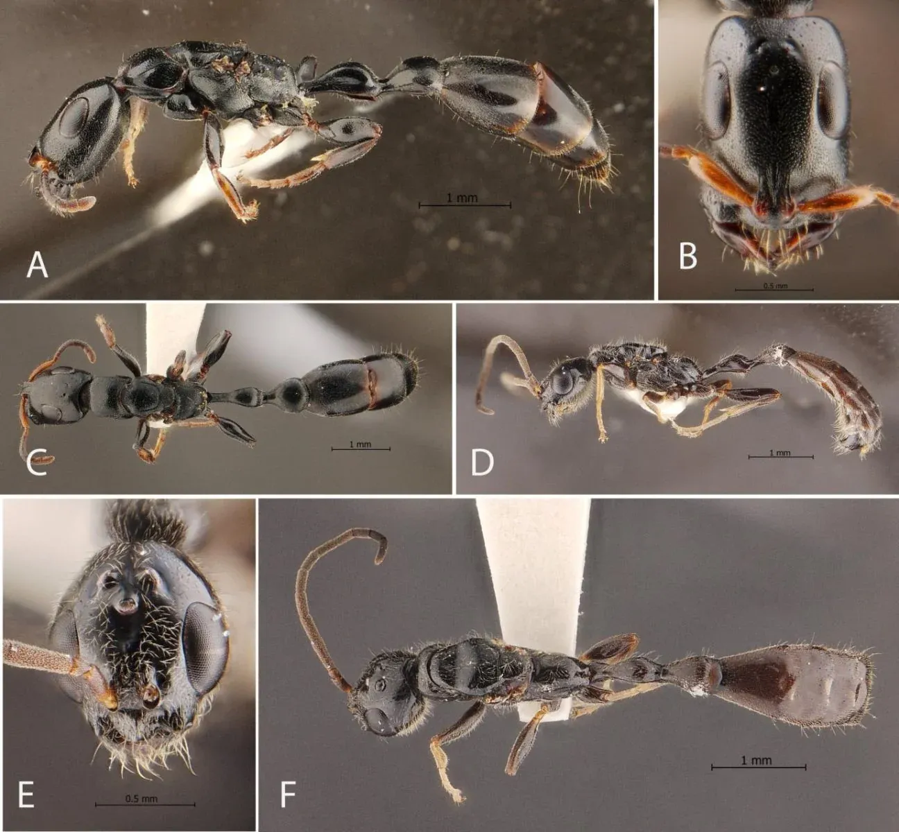 트랑에서 발견된 신종 개미 Tetraponera sirindhornae 근접 사진