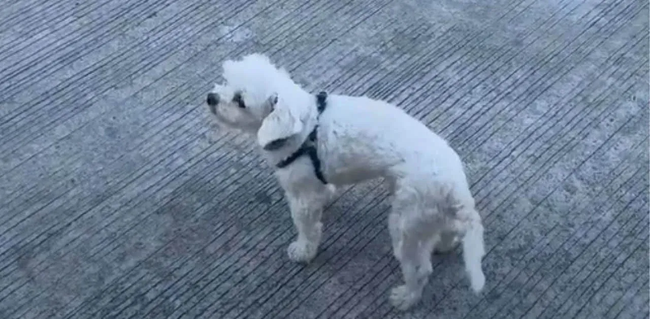 이탈리아 관광객이 촬영한 태국 택시기사