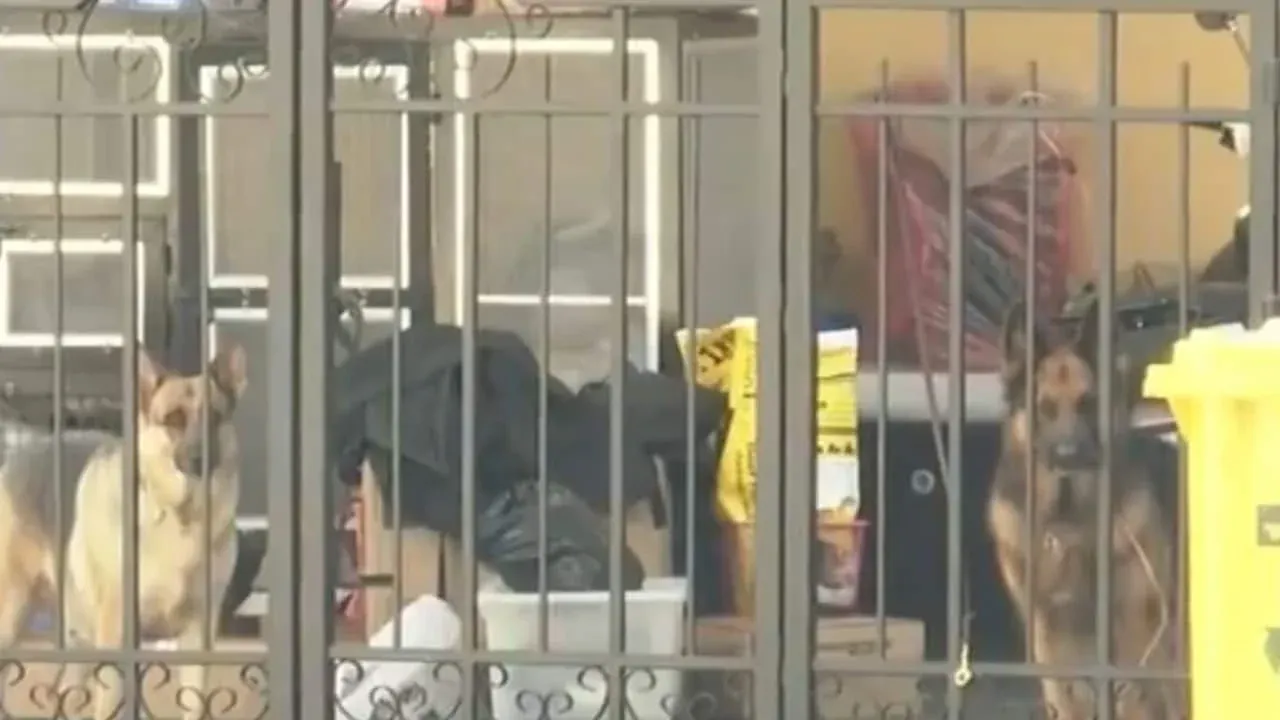 방콕 주택단지에서 개에게 공격당하는 여성의 CCTV 화면