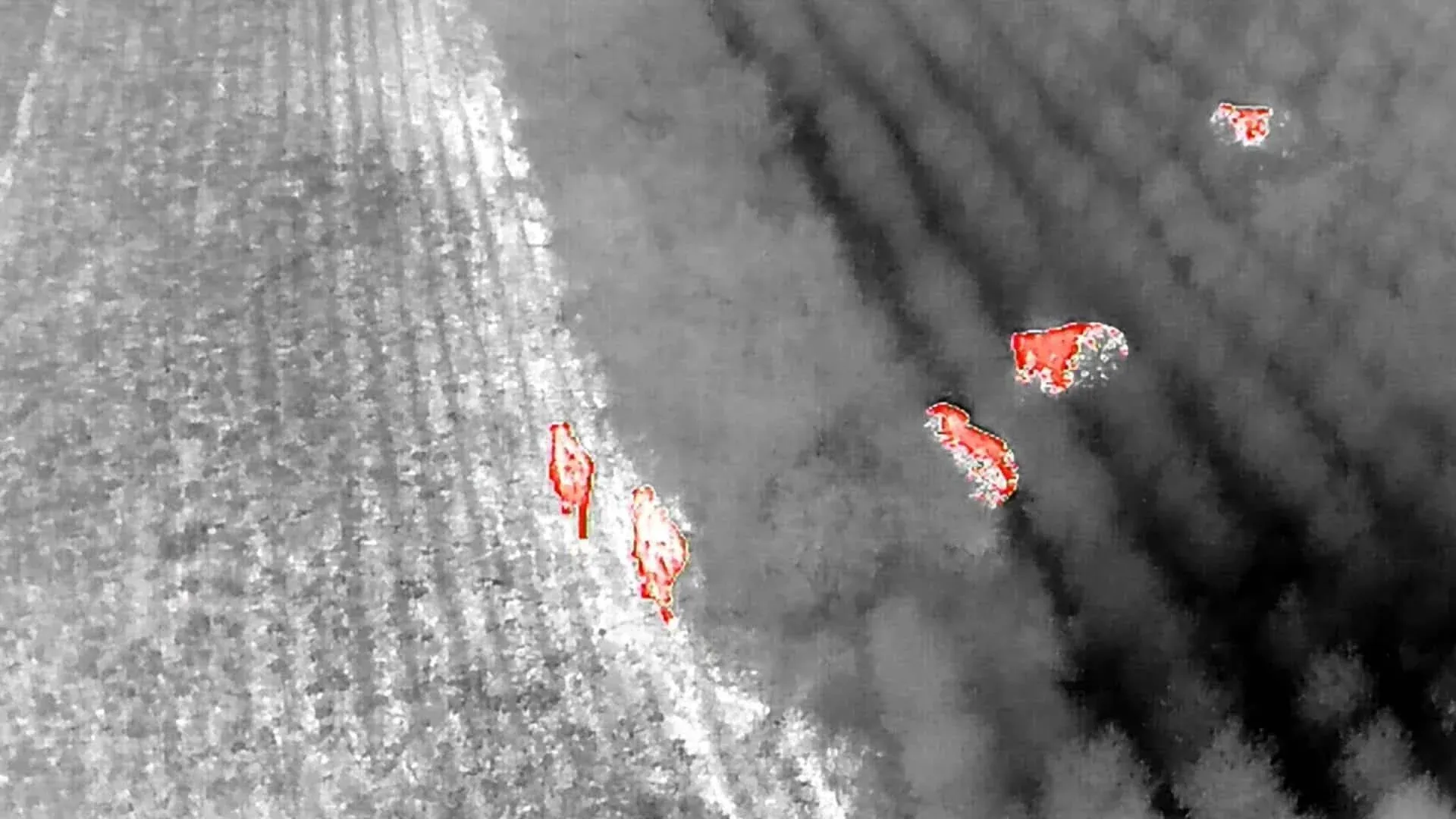 열화상 드론에 촬영된 탑란 국립공원 숲 경계 인근 야생 코끼리 무리