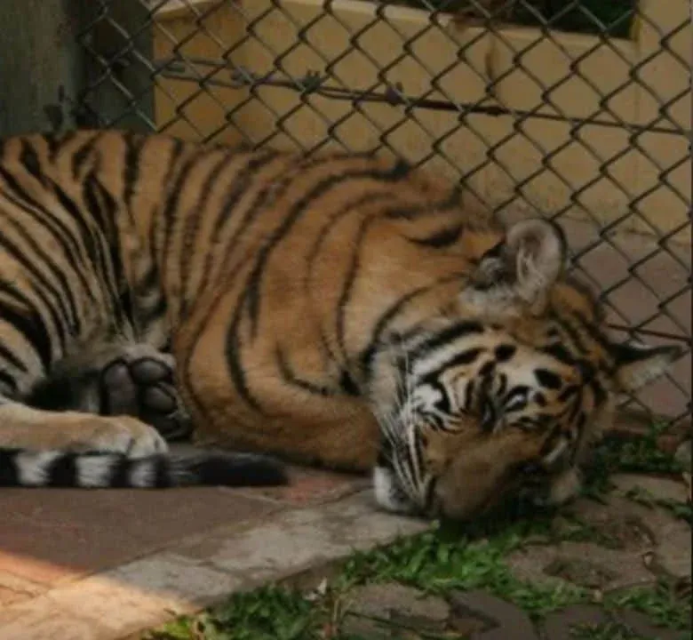 치앙마이 매림 호랑이 공원 관련 보도 장면