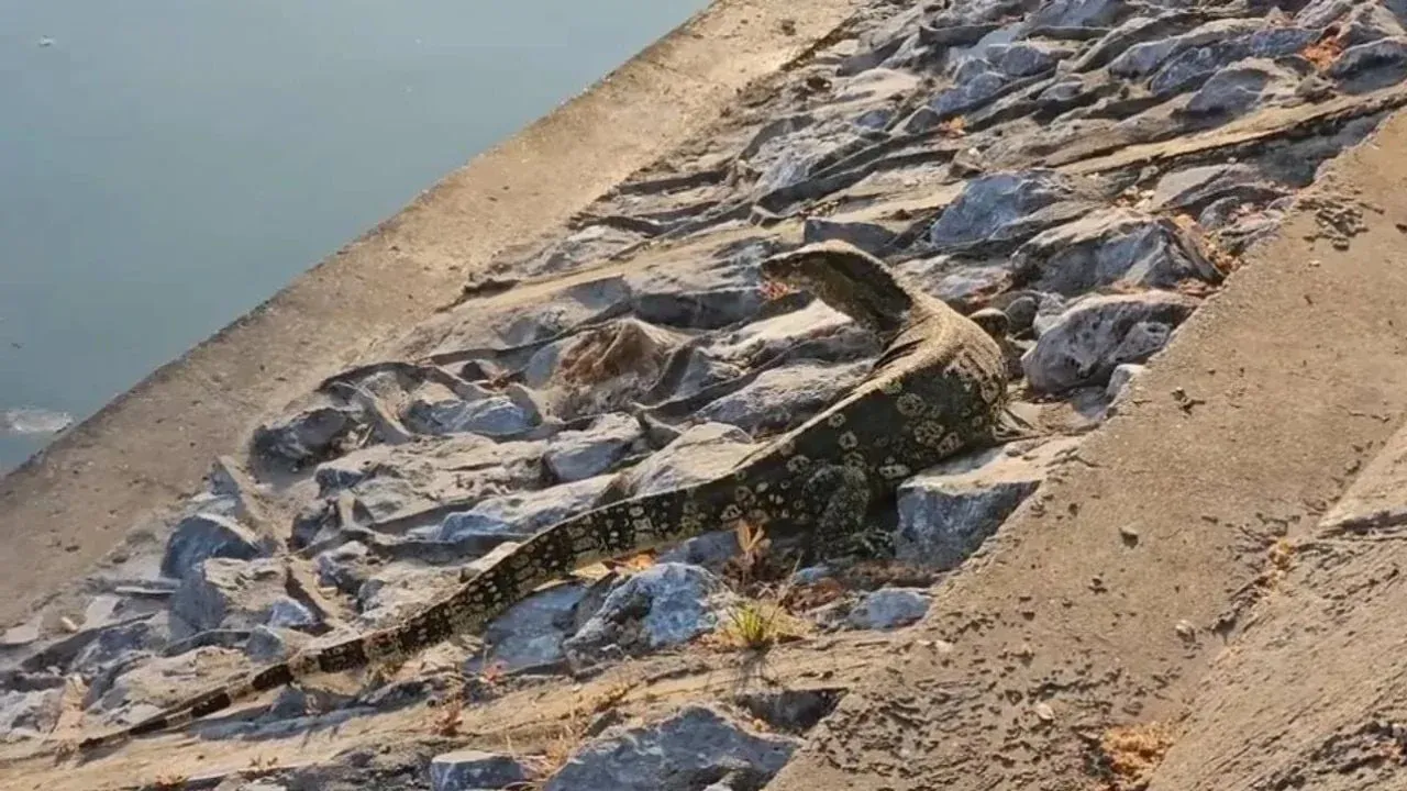 코랏 해자 인근에서 발견된 왕도마뱀 무리