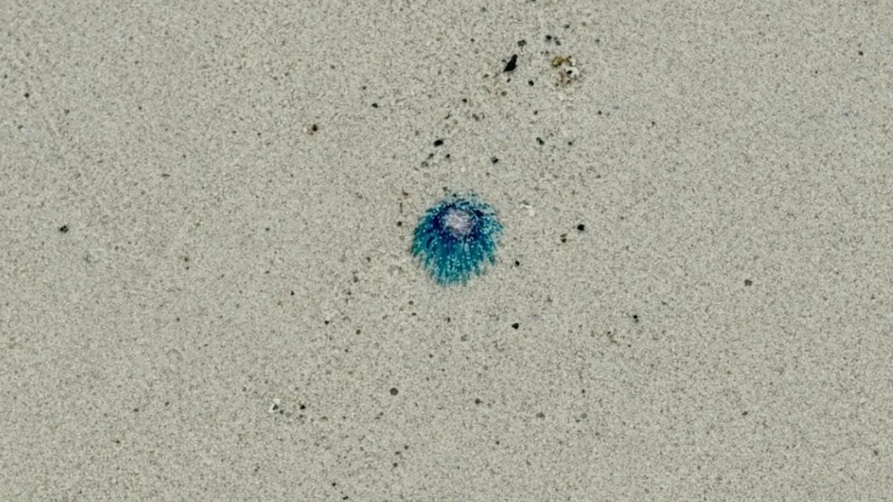 시밀란 국립공원에서 발견된 블루버튼 해파리