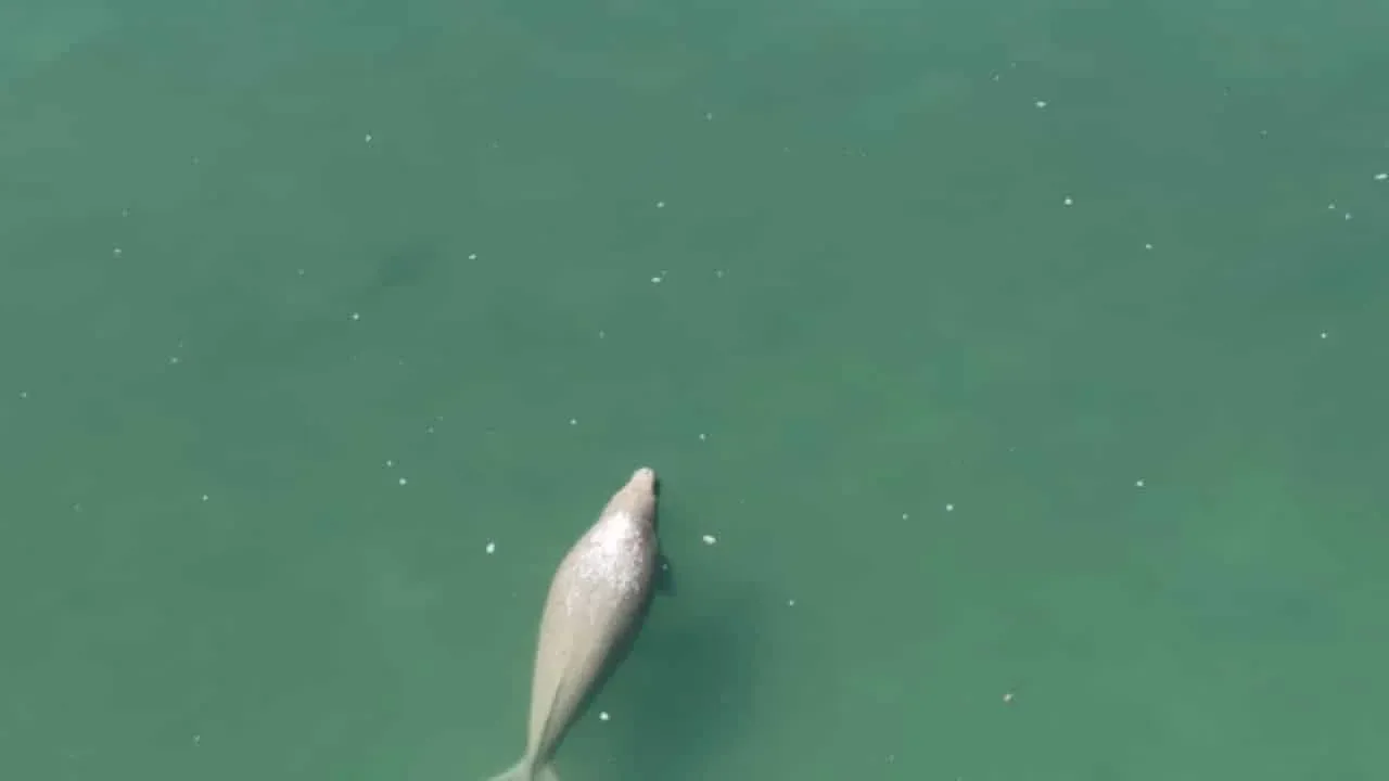 리봉섬 해역에서 관찰된 듀공