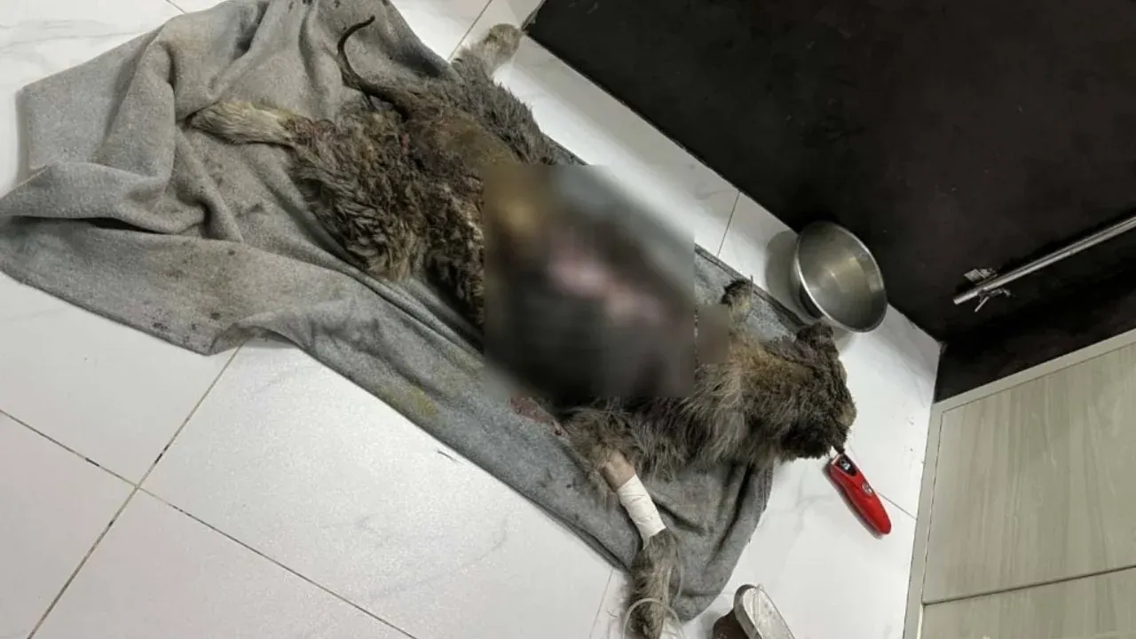 송클라 허스키 방화 사건 용의자 수배