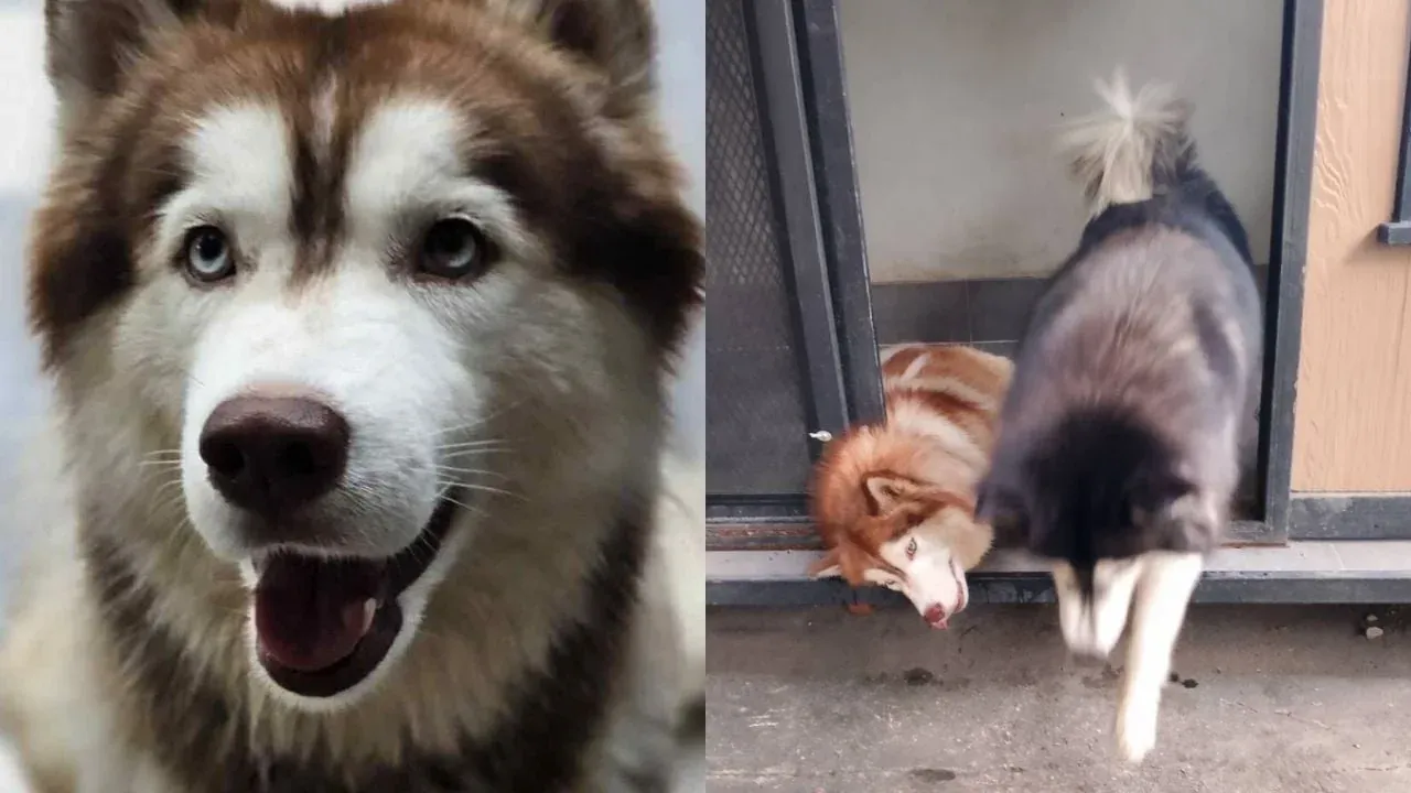 송클라 시베리안 허스키 학대 사건