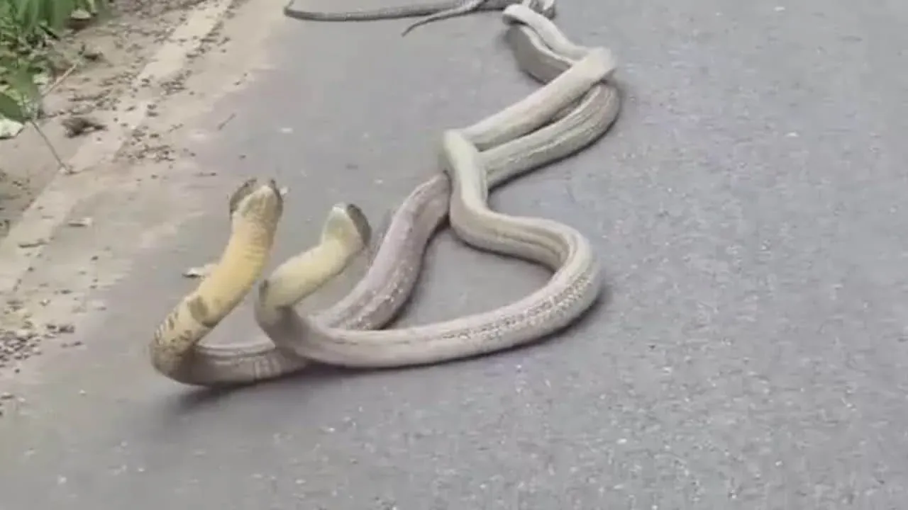 도로 근처에서 구애 행동을 보이는 킹코브라