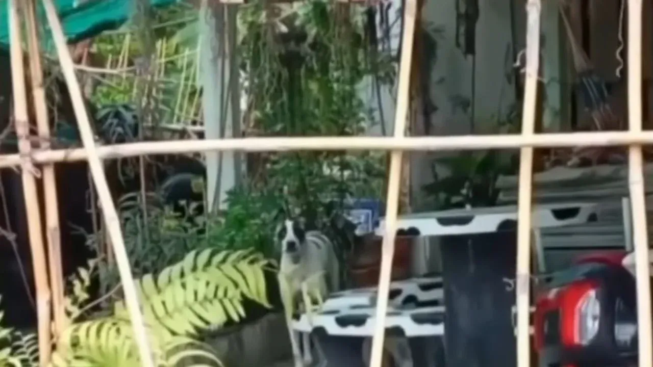 견주와 경찰의 현장 조사 모습