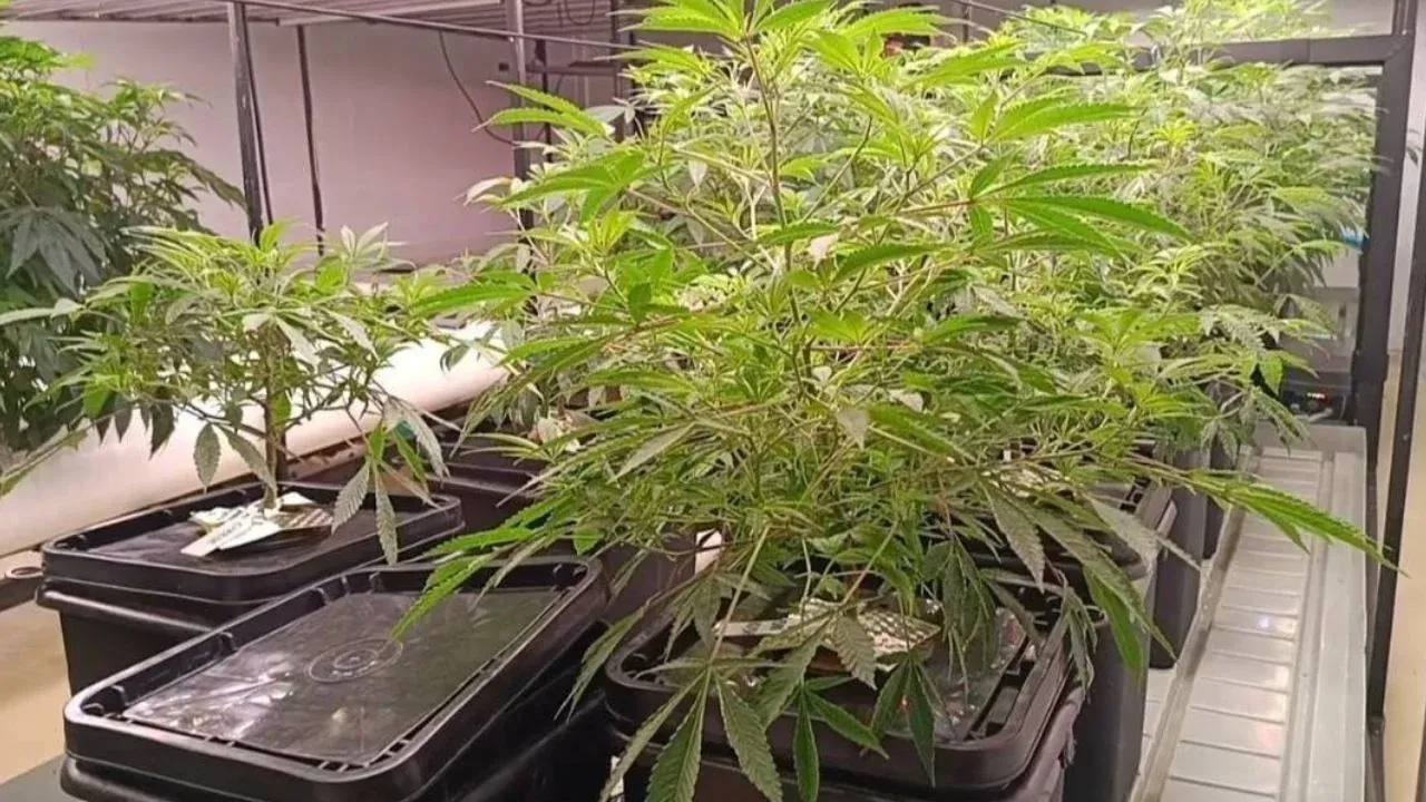 크라비 대마초 추출물 공장 단속 현장