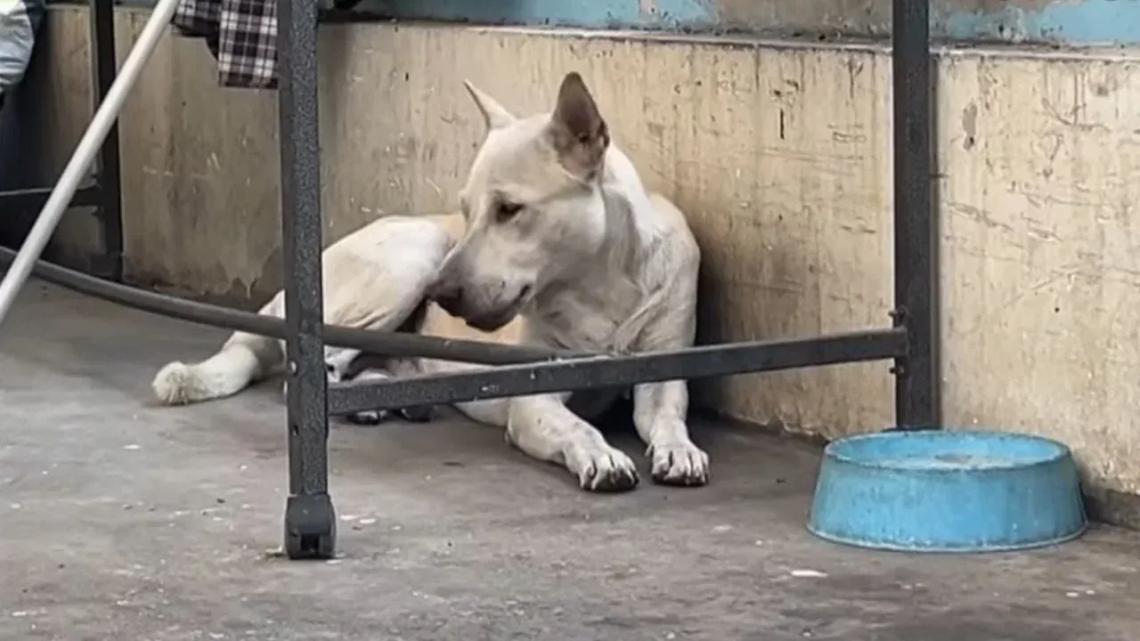 태국 개 물림 사고 현장