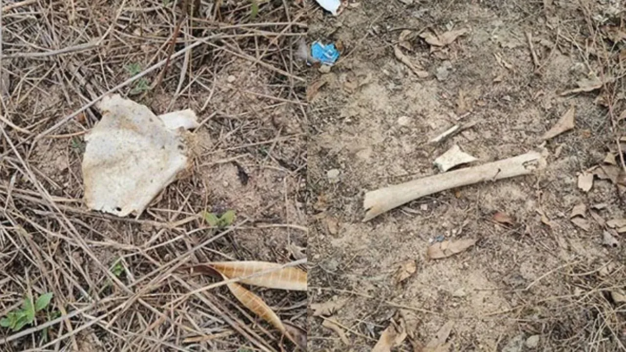 춘부리 코코넛 농장 현장 사진