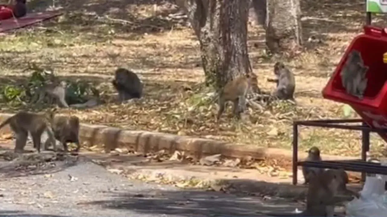 핫야이 공원에서 음식을 빼앗는 원숭이들